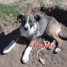 FRAYER, Hund, Mischlingshund in Bulgarien - Bild 1