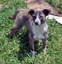 FRAYER, Hund, Mischlingshund in Bulgarien - Bild 2