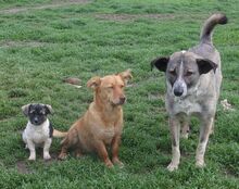 FRAYER, Hund, Mischlingshund in Bulgarien - Bild 3