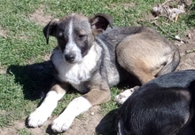 FRAYER, Hund, Mischlingshund in Bulgarien - Bild 6