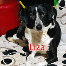 FELIX, Hund, Mischlingshund in Bulgarien - Bild 5