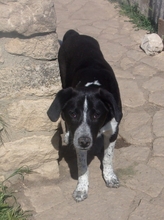 FELIX, Hund, Mischlingshund in Bulgarien - Bild 6