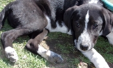 FELIX, Hund, Mischlingshund in Bulgarien - Bild 7