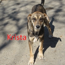 KRISTA, Hund, Mischlingshund in Bulgarien - Bild 1