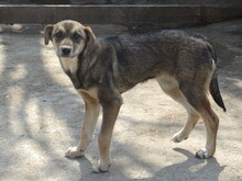 KRISTA, Hund, Mischlingshund in Bulgarien - Bild 3