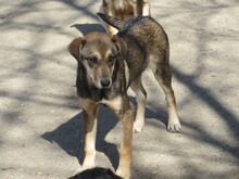 KRISTA, Hund, Mischlingshund in Bulgarien - Bild 4
