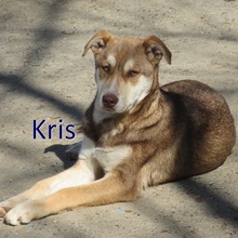 KRIS, Hund, Mischlingshund in Bulgarien - Bild 1