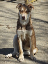 KRIS, Hund, Mischlingshund in Bulgarien - Bild 2