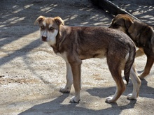 KRIS, Hund, Mischlingshund in Bulgarien - Bild 3