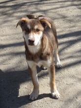 KRIS, Hund, Mischlingshund in Bulgarien - Bild 5