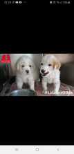 ANDROMEDA, Hund, Mischlingshund in Italien - Bild 2