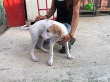 ANDROMEDA, Hund, Mischlingshund in Italien - Bild 3
