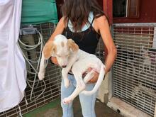 ANDROMEDA, Hund, Mischlingshund in Italien - Bild 4
