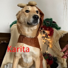 KARITA, Hund, Mischlingshund in Bulgarien - Bild 1