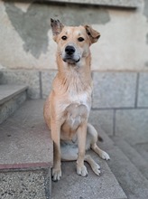 KARITA, Hund, Mischlingshund in Bulgarien - Bild 2