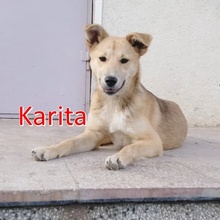 KARITA, Hund, Mischlingshund in Bulgarien - Bild 3