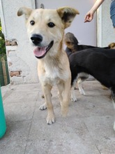 KARITA, Hund, Mischlingshund in Bulgarien - Bild 4