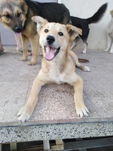KARITA, Hund, Mischlingshund in Bulgarien - Bild 5