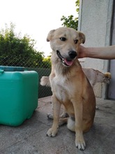 KARITA, Hund, Mischlingshund in Bulgarien - Bild 6