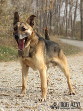 CHILLI, Hund, Mischlingshund in Slowakische Republik - Bild 10