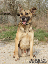 CHILLI, Hund, Mischlingshund in Slowakische Republik - Bild 12