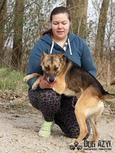 CHILLI, Hund, Mischlingshund in Slowakische Republik - Bild 13