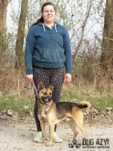 CHILLI, Hund, Mischlingshund in Slowakische Republik - Bild 16