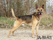 CHILLI, Hund, Mischlingshund in Slowakische Republik - Bild 2