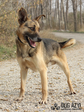 CHILLI, Hund, Mischlingshund in Slowakische Republik - Bild 4