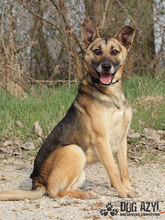 CHILLI, Hund, Mischlingshund in Slowakische Republik - Bild 5