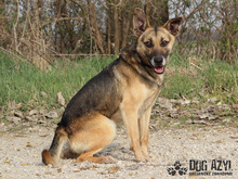 CHILLI, Hund, Mischlingshund in Slowakische Republik - Bild 6