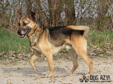 CHILLI, Hund, Mischlingshund in Slowakische Republik - Bild 7