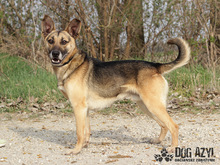 CHILLI, Hund, Mischlingshund in Slowakische Republik - Bild 8