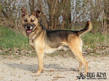 CHILLI, Hund, Mischlingshund in Slowakische Republik - Bild 9