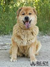 JODIE, Hund, Mischlingshund in Slowakische Republik - Bild 1
