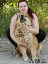 JODIE, Hund, Mischlingshund in Slowakische Republik - Bild 11