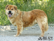 JODIE, Hund, Mischlingshund in Slowakische Republik - Bild 2