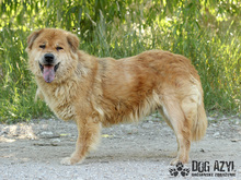 JODIE, Hund, Mischlingshund in Slowakische Republik - Bild 3