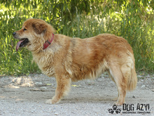 JODIE, Hund, Mischlingshund in Slowakische Republik - Bild 4