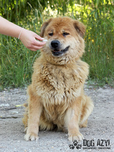JODIE, Hund, Mischlingshund in Slowakische Republik - Bild 5