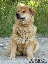 JODIE, Hund, Mischlingshund in Slowakische Republik - Bild 6