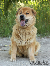JODIE, Hund, Mischlingshund in Slowakische Republik - Bild 7