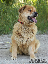 JODIE, Hund, Mischlingshund in Slowakische Republik - Bild 8
