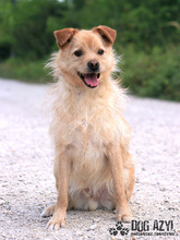 VITALIJ, Hund, Mischlingshund in Slowakische Republik - Bild 1