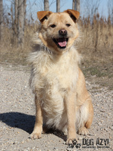 VITALIJ, Hund, Mischlingshund in Slowakische Republik - Bild 10