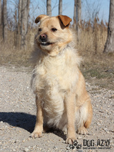 VITALIJ, Hund, Mischlingshund in Slowakische Republik - Bild 11