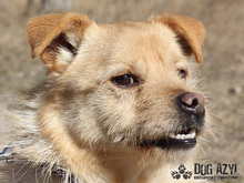 VITALIJ, Hund, Mischlingshund in Slowakische Republik - Bild 12
