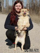 VITALIJ, Hund, Mischlingshund in Slowakische Republik - Bild 15