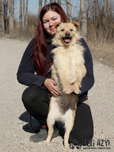 VITALIJ, Hund, Mischlingshund in Slowakische Republik - Bild 16