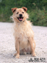 VITALIJ, Hund, Mischlingshund in Slowakische Republik - Bild 17